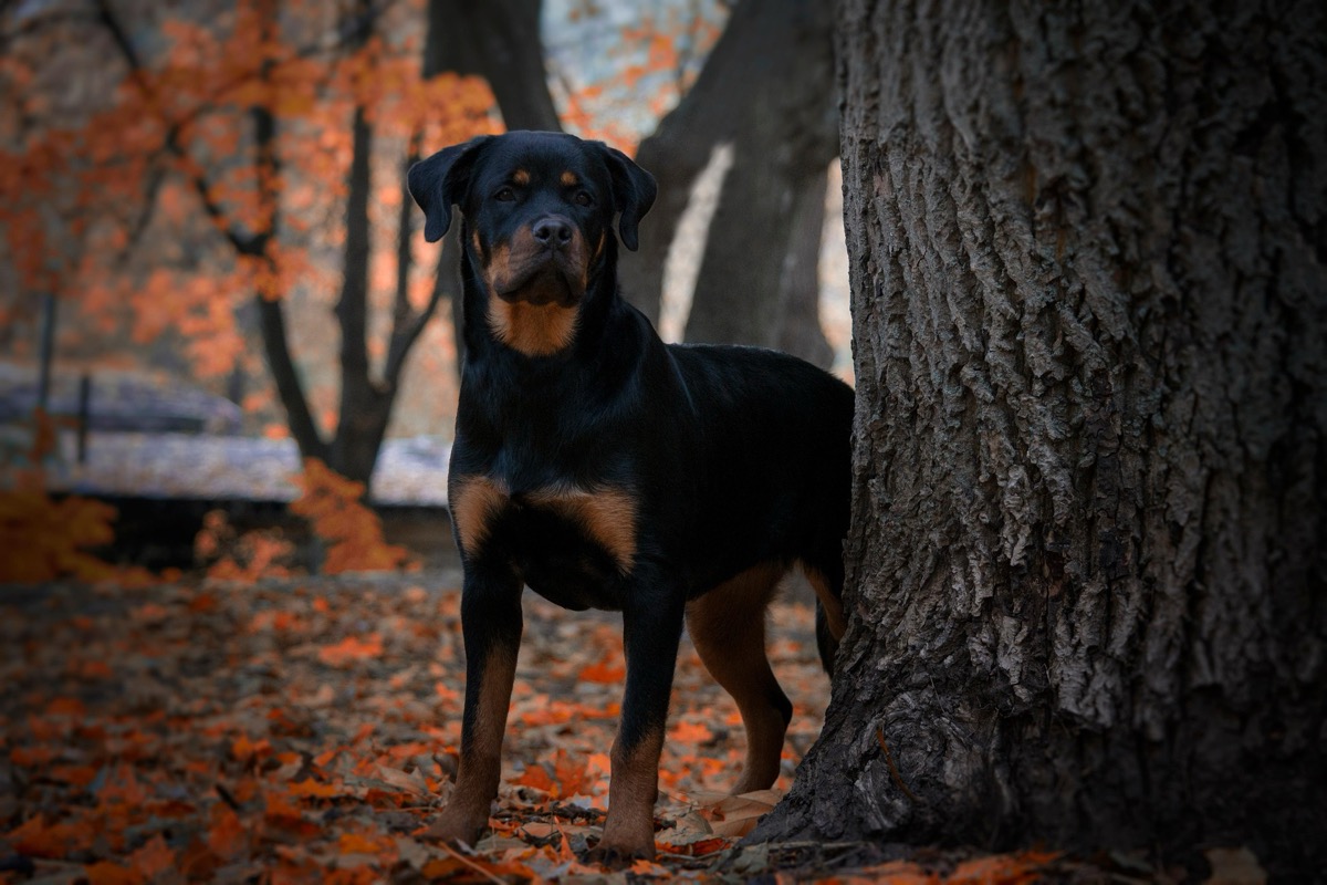 Dog Training in Vallejo: A Local's Guide to Waterfront Manners and City Life